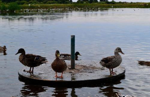 Gîte Les Vents du Large L'Aigrette - Foto 16