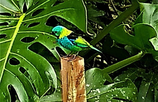 Sitio Libardo - Nova Trento - SC - Foto 51