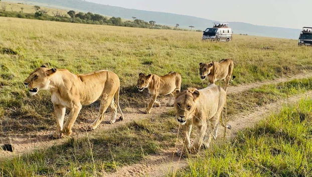 Safari de 3 días por Masái Mara - Foto 2