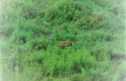 Agriturismo Malvista - Foto 17