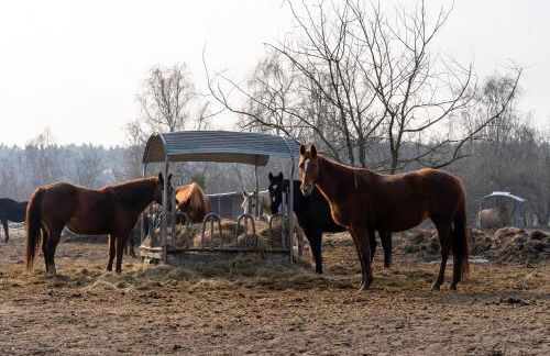 LANDHAUS by Comfort Housing - up to 7 guests - Foto 7