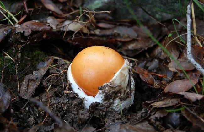 La Casa Grande de Adolfo - Photo 28