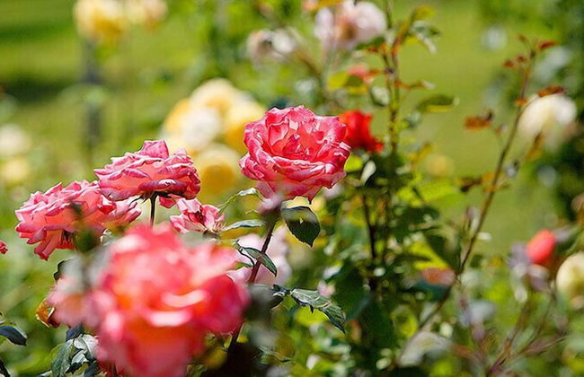 Tenuta del Perugino - Foto 66