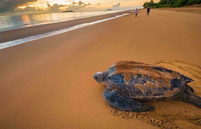 Appartement Cayenne Chic Design Élégant - Foto 54