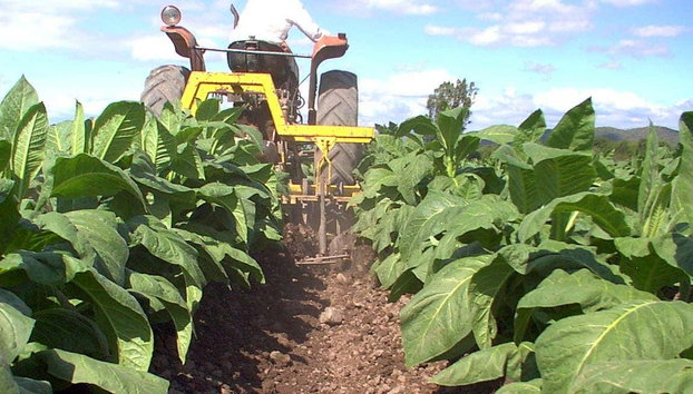 Ruta del tabaco por el valle de Lerma - Foto 3