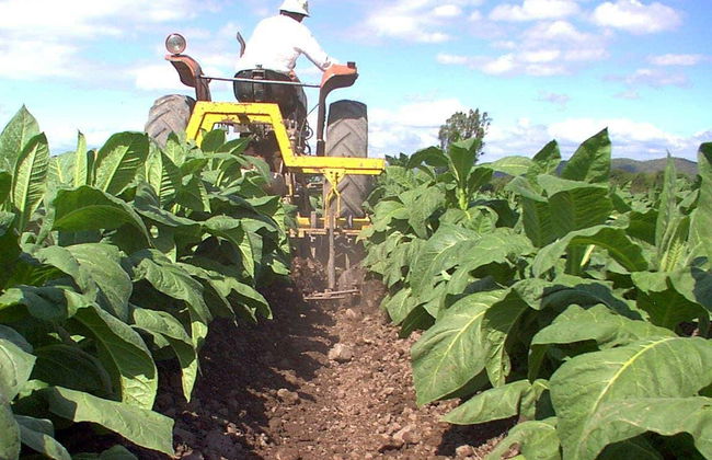 Rota do tabaco pelo Vale de Lerma - Foto 3