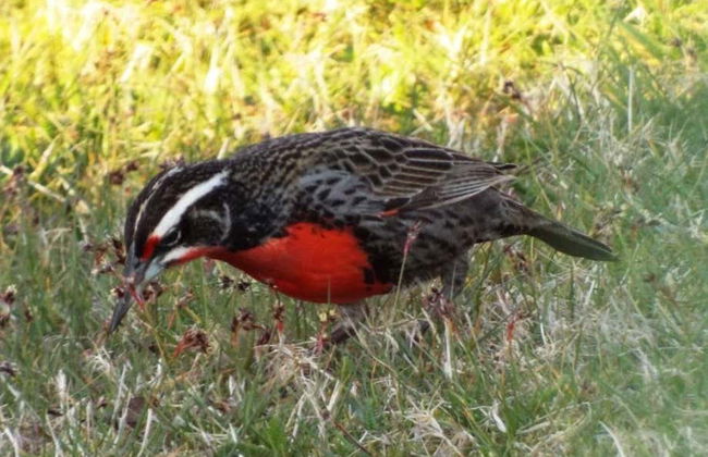 Tour por Maullín + Avistamiento de aves en Quenuir Bajo - Foto 5