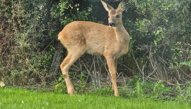 Faodail 'a lucky find' - Foto 5