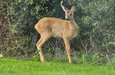 Camhanaich 'Half light of dawn' - Foto 6