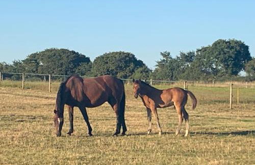 The Paddocks - Spacious annexe with rural outlook. - Foto 31