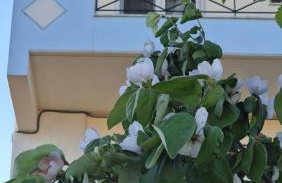 Kofinaki apartment 1 - Tychero Evros - Foto 27