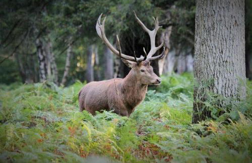 Le refuge de Chambord - Photo 33