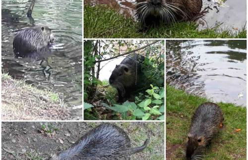 Ferienwohnung Braun - Foto 19