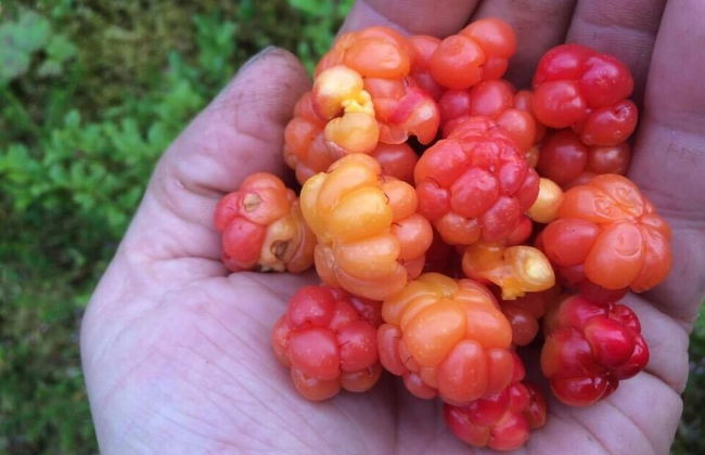 Sjøstrand Rorbuer - Foto 18