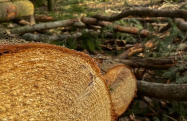 Ferienhaus am Wald - Foto 33