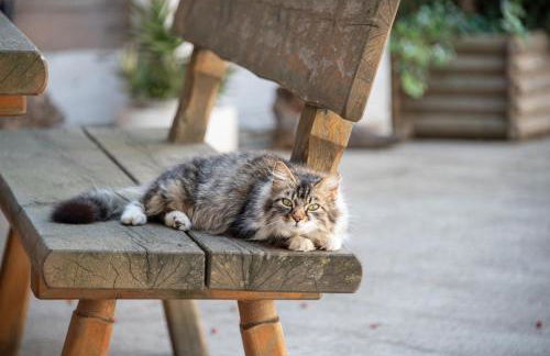 Forchnerhof Panorama - App 3 Täler Blick - Photo 19
