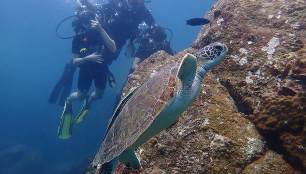 Koh Tao Diving - Photo 5