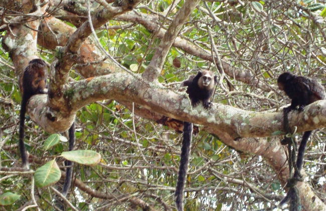 Casa de Temporada Arcádia, Piscina, 22 Hóspedes, 5 Suítes e Churrasqueira em Itacaré Bahia - Photo 47