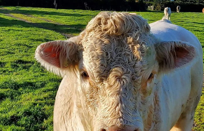 3 Bedroom Cottage - Hot Tub, Garden, Parking - Foto 23