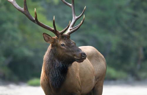 The Snow Owl Cabin - Foto 41