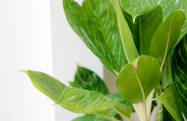 Sixteen Miami Batu Ferringhi - Foto 42