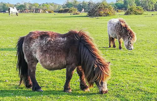 Deer Glade Lodge - Foto 22