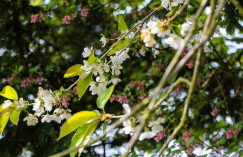 The Beeches - Foto 30