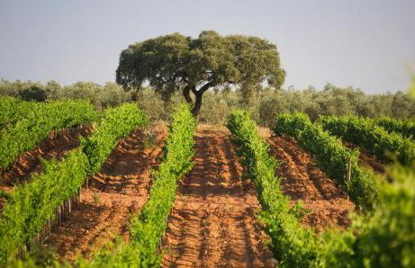 Herdade dos Grous - Foto 42