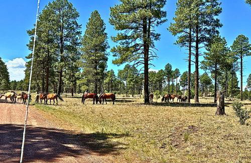 Forest edge, wild mustangs nearby, balcony views By Vacation Your Way - Foto 29