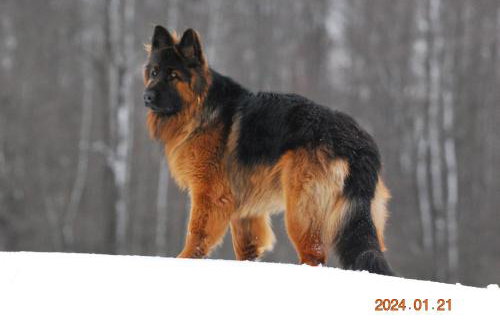 Siedlisko na Górce - Foto 51