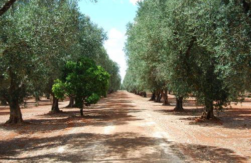 Terra di Leuca - Foto 93