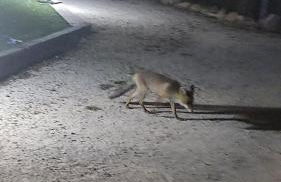 CR La Carrasca - Foto 39