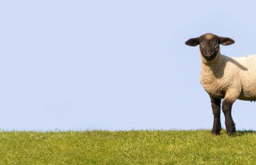 Holiday Home Elbufer 4B by Interhome - Foto 13