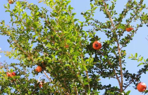 Provarma hills luxury villa gerani - Foto 79