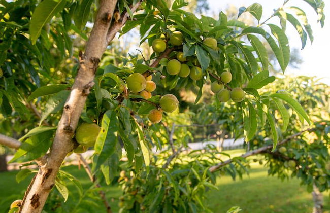Exclusive Luxury Villa in Sintra - Photo 33