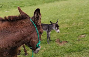 Apartamentos Rurales Sobremazas - Foto 13