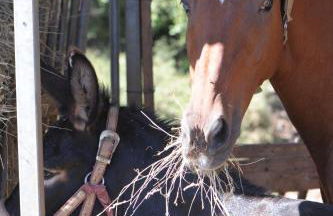 Agriturismo Sol De Montalto - Foto 11