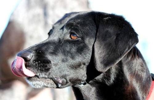 Riverfront Cabin Rental for Four near Crater Lake National Forest, Oregon - Foto 8