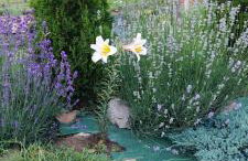 Domki pod lasem Gorce z kominkiem i jacuzzi - Photo 9