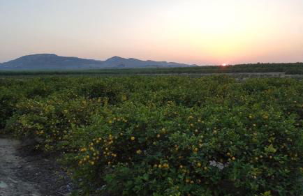 Casa Veran at La Finca Golf - Foto 36