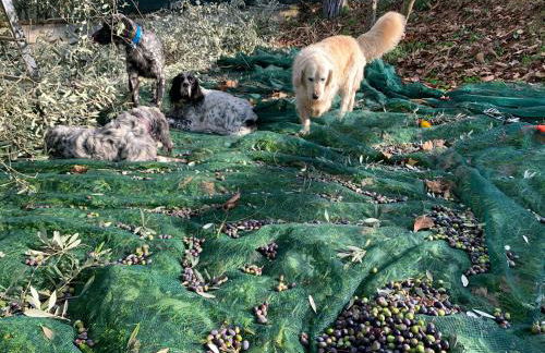 SetterHouseAgriHotel - Photo 72