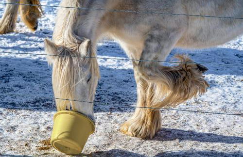 Clear Pikes Peak View, Horses On-Site! Mtn Getaway - Foto 27