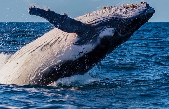 Sydney Whale Watching Tour - Foto 8