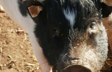 Urlaub an der Grenze - Foto 35