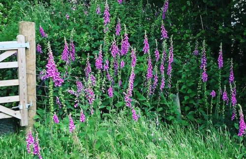 Bramble Cottage on the edge of Exmoor - Foto 39