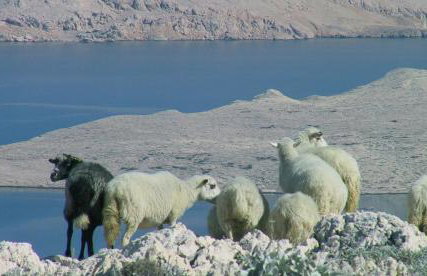 Apartment Elena - Foto 29