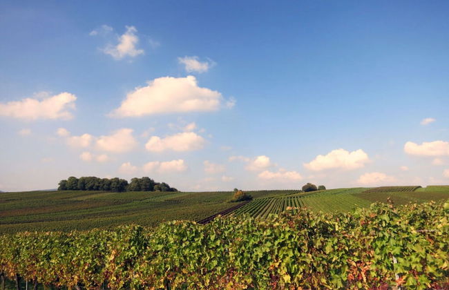 Palatinate Forest Comfortable Holiday Residence - Photo 13