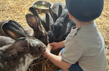 Ferien-Landleben - Photo 12