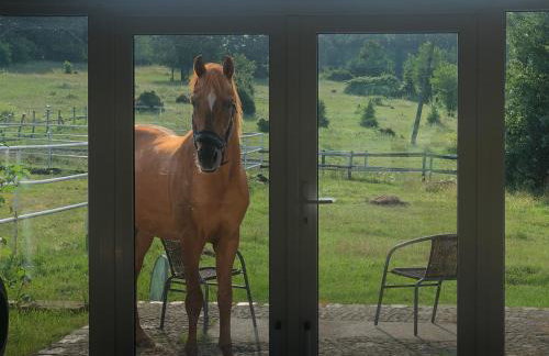 Agroturystyka Karuna - Ajurweda i Joga - w Końskim Dworze - Foto 22