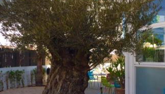 Apartamentos Es Cantó - Photo 5, Garden